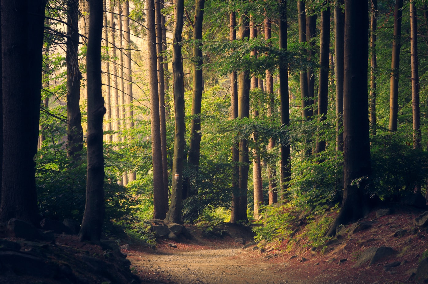 Sunlit trail through a dense autumn forest